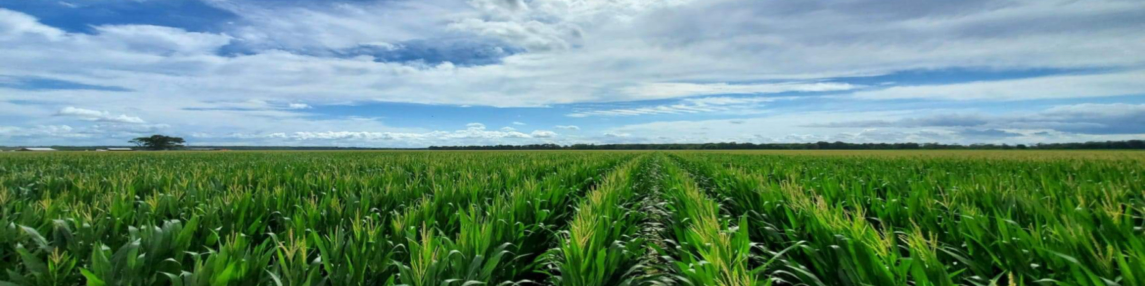 Clear Skies over the field - Garry Makamson Farms