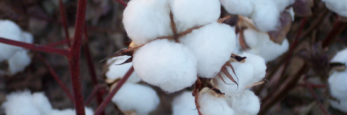 Cotton Boll - Garry Makamson Farms